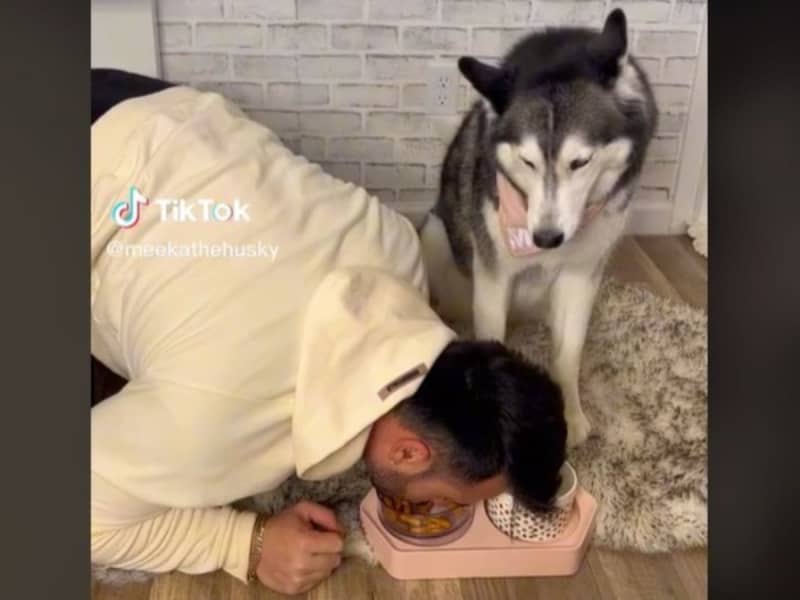 What if the owner eats the dog's rice?Husky's reaction: 'I'm no longer a dog'