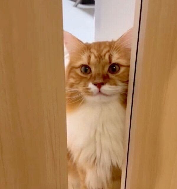飼い主が部屋に戻ると、愛猫がドアの前で待機！　必死な「開けてアピール」にキュンとする