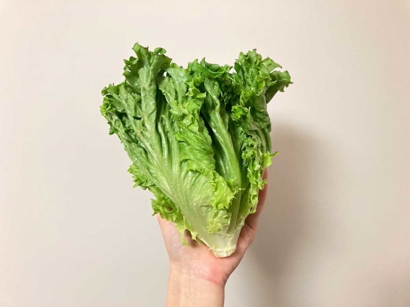 "Lettuce loses its bulk when heated..." JA Zen-Noh introduces how to eat, "I will definitely make it"