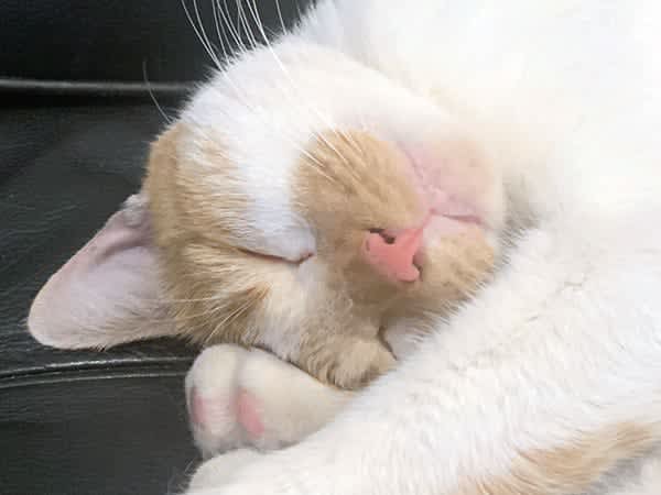 【ペットのきもち】vol.134 ちくわ