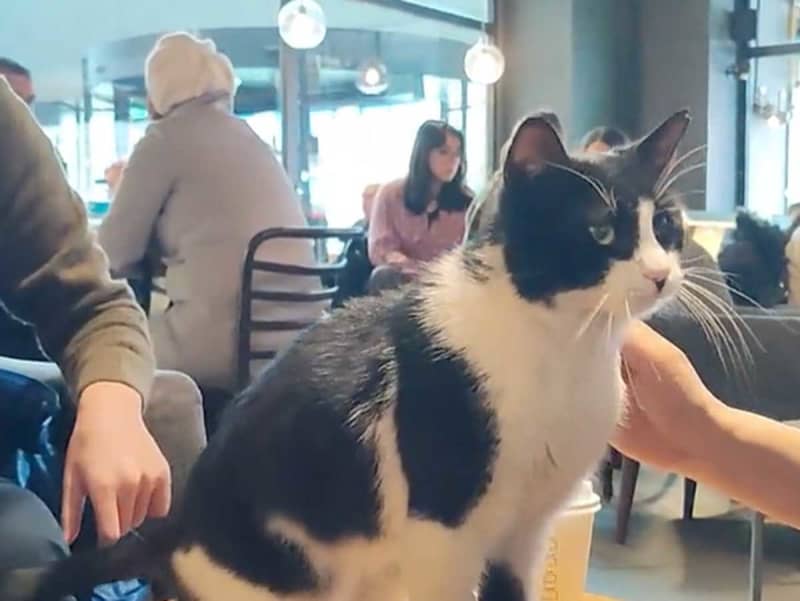 This is the reason why "cat cafes" are not popular in Turkey.