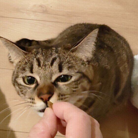おもちゃ、窓辺…猫が好きなもの、理由を飼い主が理解するともっと幸せに暮らせる