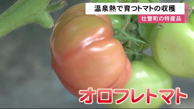 まさに”温泉トマト”壮瞥町の特産品 温泉熱で育つ「オロフレトマト」の収穫始まる 燃料代も節約　北海道