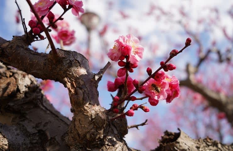 ⚡｜【速報】池田・水月公園の梅が満開！白梅・紅梅・しだれ梅、散策がてら観梅を楽しんで