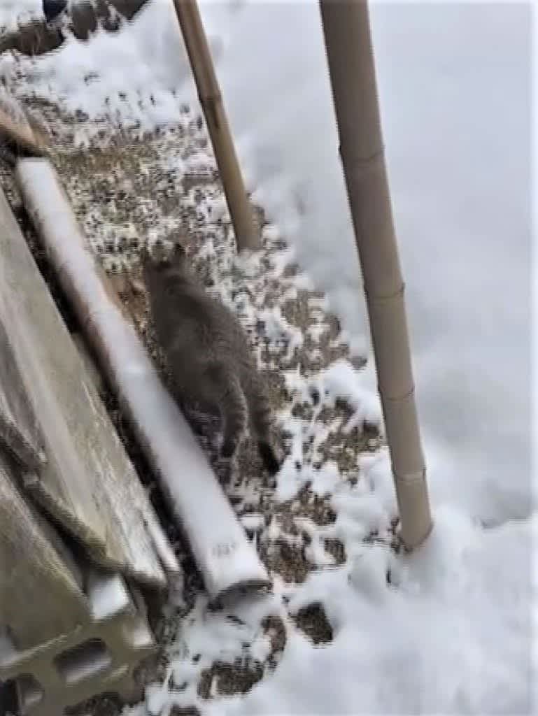 Don't worry about snow!Wild cat enjoying winter