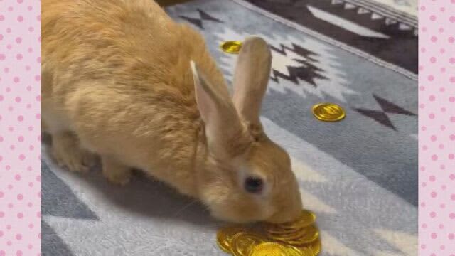「これは、へそくり！」　おもちゃのコインを仕分けするウサギ　士幌町