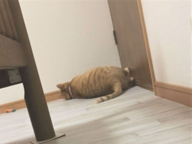 Sliding on the floor!The cat whose wall kicking has become my boom