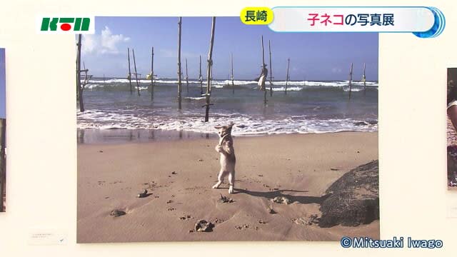 世界中のネコの表情を捉え…「岩合光昭写真展 こねこ」の魅力とは