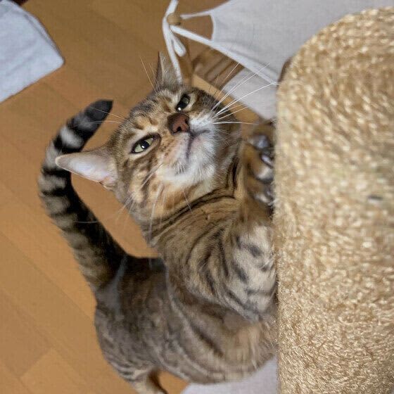 猫の爪切り　あなたと愛猫はどのタイプ？　爪切りスタイル4選