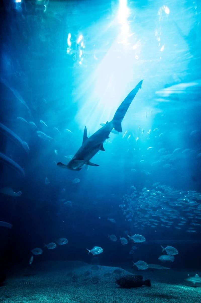 海底に立ったら、こんな感じ？　光の中に現れた「魚の世界」が美しすぎる