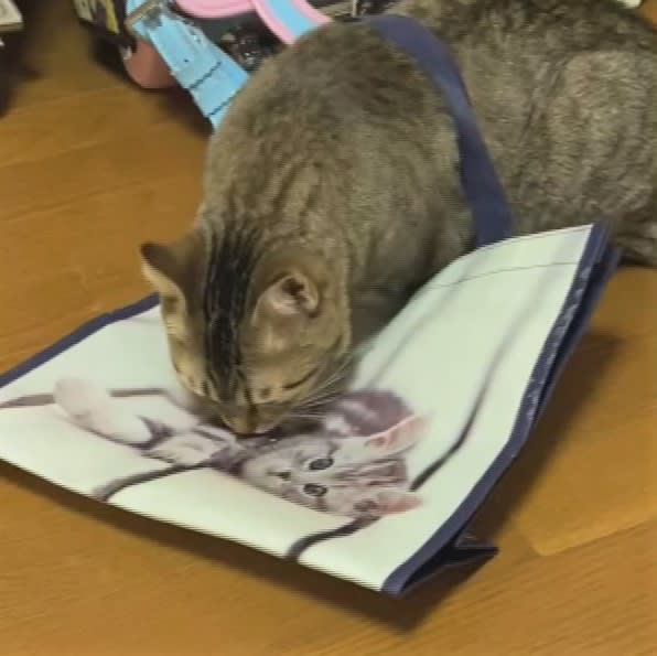 you think it's real?The appearance of grooming the cat printed on the bag is too cute!