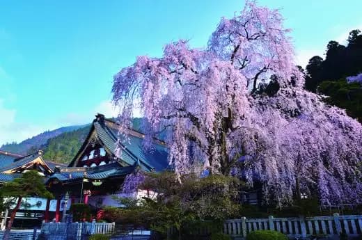 [Spring 2023] A must-see for cherry blossom lovers!How to Avoid Heavy Traffic and Enjoy Famous Minobu Cherry Blossoms