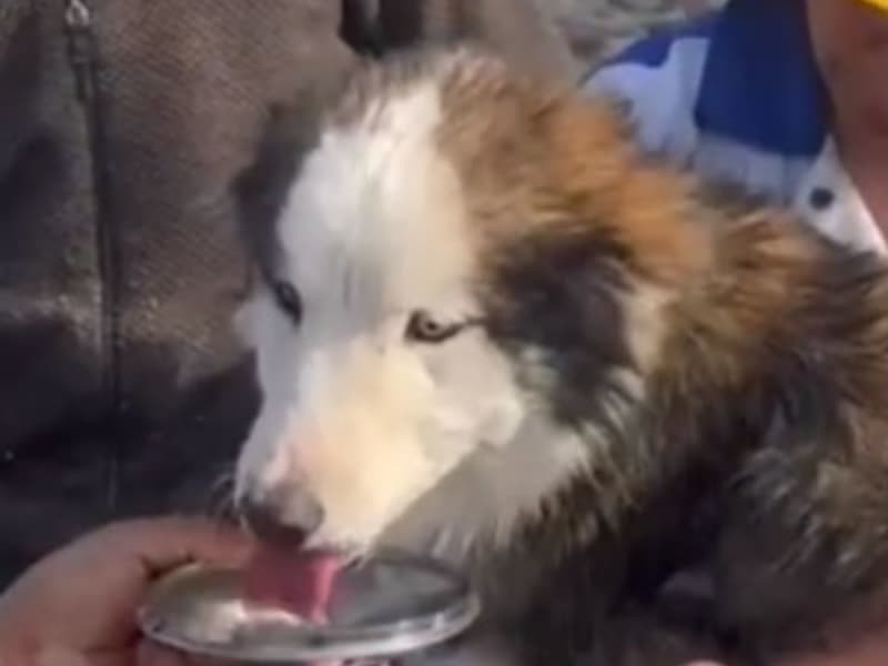 Husky buried in rubble after earthquake Rescue workers rushed to … 'tears overflowed'