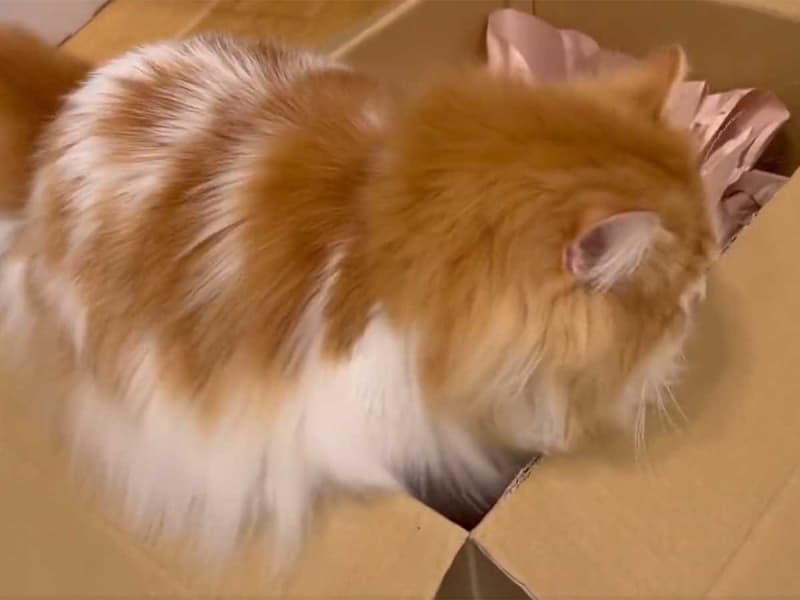 "Wait" for a cat in a cardboard box I understand why the owner panicked!