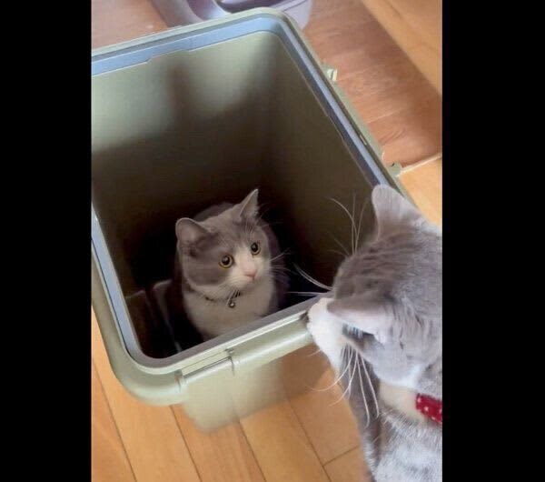 飼い主が目を離したすきに…ちょこん。家に届いたばかりのゴミ箱の中で佇む猫の姿にキュン！