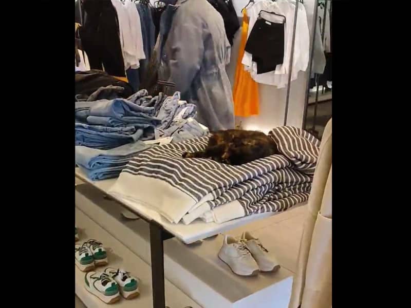 "Maybe you can't see the cat?" Surprised by video taken inside ZARA store