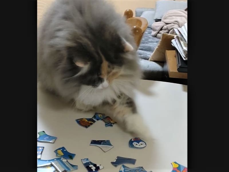 「完成できない…」パズルを出すと邪魔してくる猫