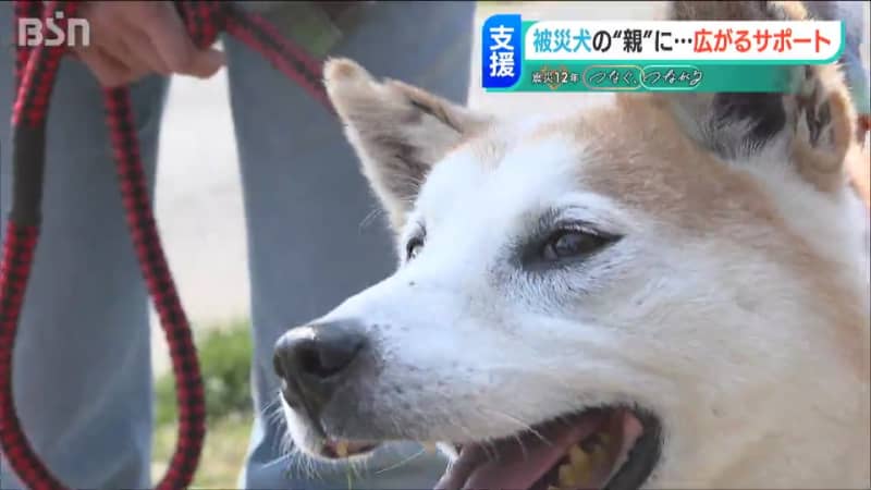 「日常を奪われた」被災犬 福島から新潟へやって来て１２年　新たな支援の広がり