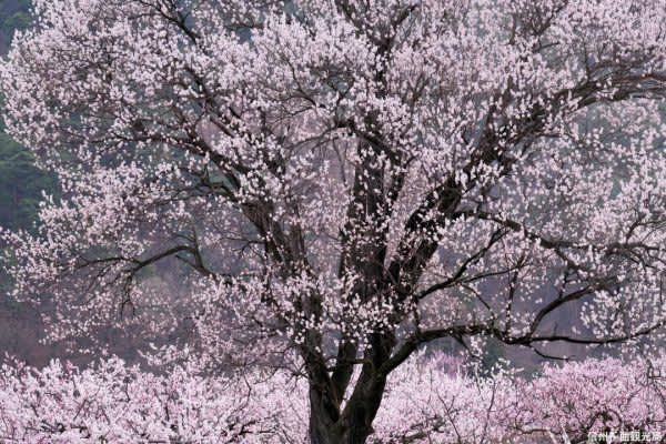 Nagano / Tokura Kamiyamada Onsen "Apricot Festival" held 3/27 ~ XNUMX cherry blossom viewing at a glance at "Japan's No. XNUMX Anzu no Sato" ...