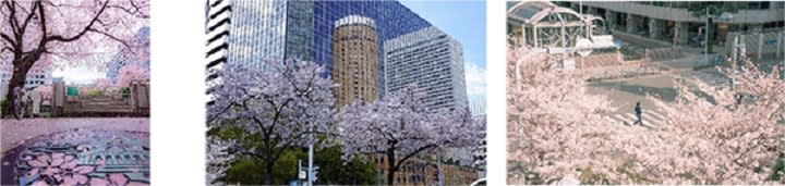 "The 7th Osaka Diamond District Sakura Photo Contest 2023" will be held on the south side of JR Osaka Station...