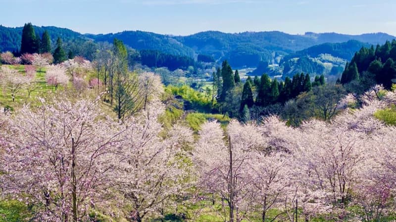 Oita / Takeda "Nagayu Onsen Weeping Cherry Blossom Village" Opens on March 3 (Wednesday)! 15 kinds of cherry blossoms bloom!A rare carbonated spring...