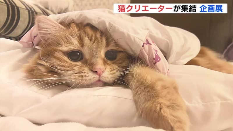 フォロワー60万人超　話題の “猫クリエーター” 集結　癒しの写真　広島パルコで企画展