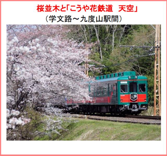 Temporary operation of sightseeing train "Koyahana Railway Tenku" & lighting up of cherry blossom trees between Gakubunro Station and Kudoyama Station...