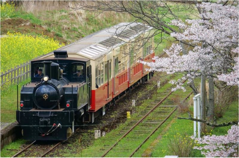 Chiba Yoro Valley Hot Spring Village "Boso Satoyama Torokko Train" will start operating from March this year! Canola flowers and cherry blossoms are in full bloom from mid-March