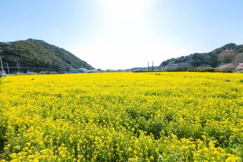 Shizuoka/Minamiizu/Yumigahama Onsen "Hitasai no Hanabatake" Yellow carpet of 3 square meters! The best time to see from mid-March "Kyukamura...