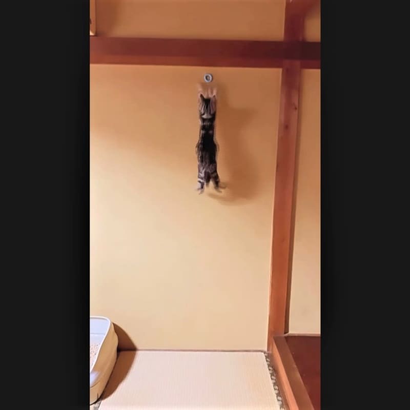と、、、飛んでる。自分の何倍もの高さまで壁を駆け上がる猫