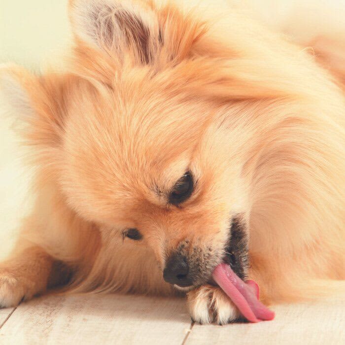 身だしなみ？　それとも病気？　犬が体をなめる理由