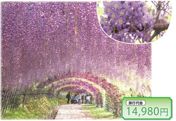 【日帰りの旅】幻想的な 藤の花の世界へ「阪急交通社 トラピックス」