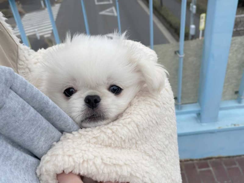 "I can't believe it's the same dog." Two years after a scared puppy outside?