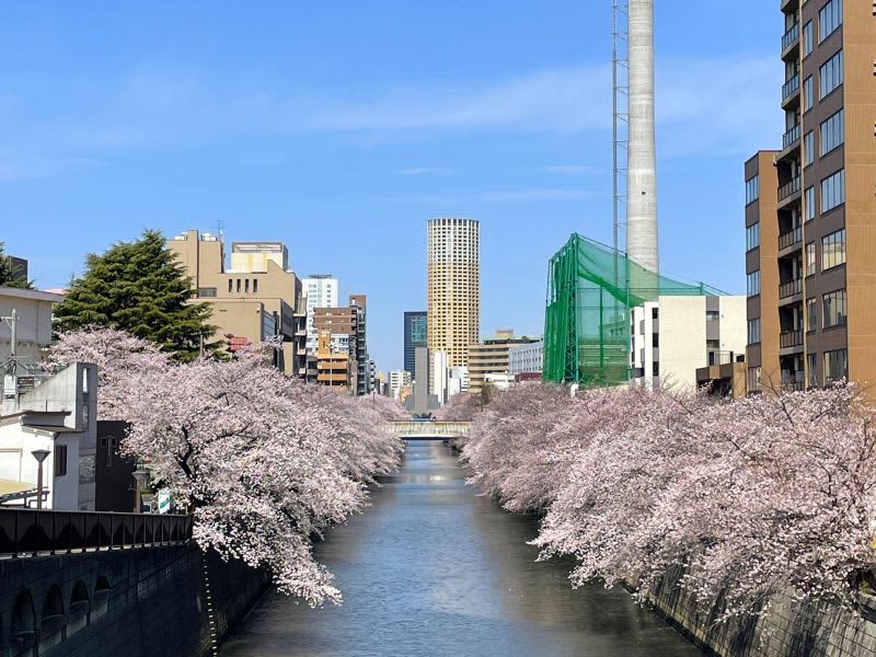 A cherry blossom tree-lined street that you can walk from Meguro Station!Introducing cherry blossom spots along the Meguro River (Meguro-ku/Shinagawa-ku, Tokyo)