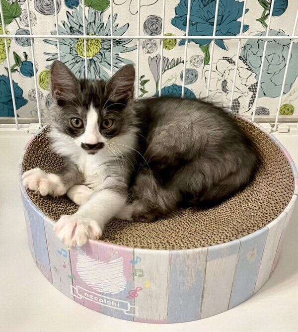 「バリバリボウル」でくつろぐ保護子猫、4カ後には…　「体がはみ出る」ほどの成長スピード…