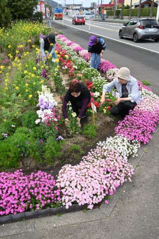 Carefully maintained by volunteers for 15 years The flowerbeds along the national highway are full of spring Kagoshima City