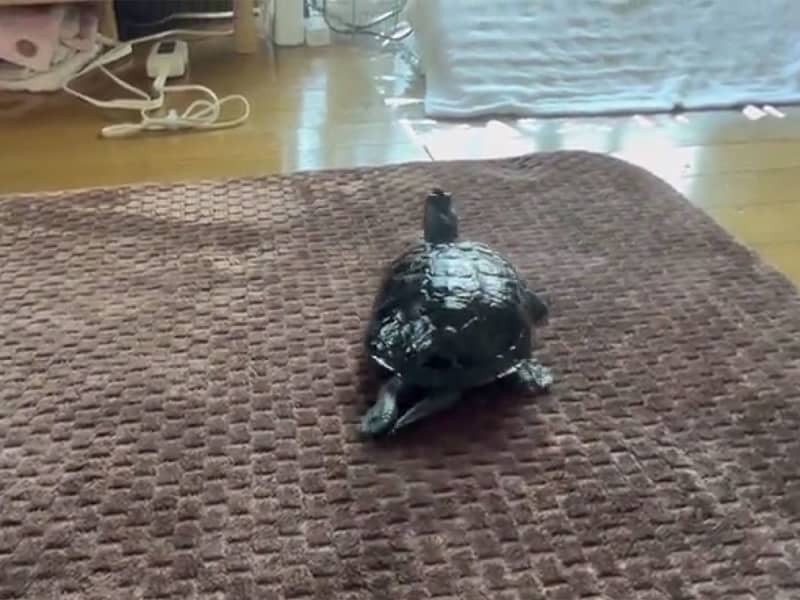 Why don't you leave your house for two days and come home?Pet Turtles are Fierce!attention to reaction