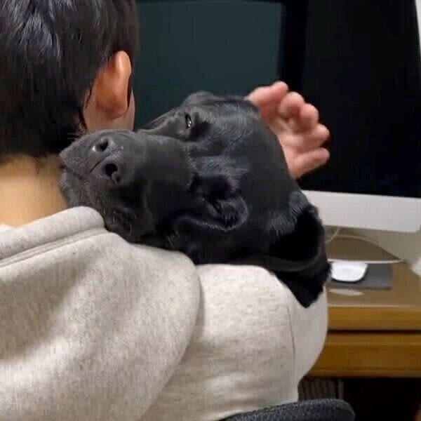 飼い主さんに抱っこされてとろける大型犬　幸せいっぱいな「うっとり顔」に胸キュン！