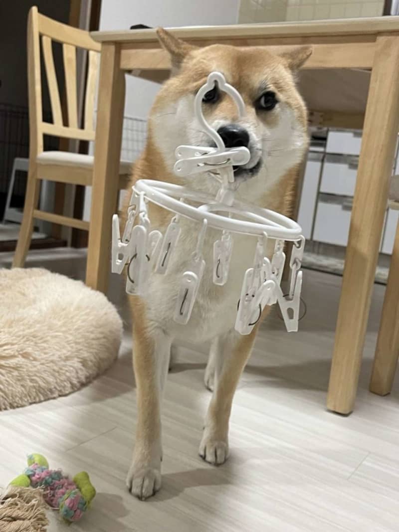 「お、お手伝いをしようと思ってですね…」　イタズラを目撃された柴犬の「おとぼけフェイス」が…