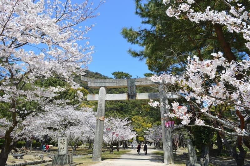 Famous place for cherry blossoms in Hagi City, Yamaguchi!"Hagi Castle Ruins Shigetsu Park" where you can enjoy "Midori Yoshino" only in Japan