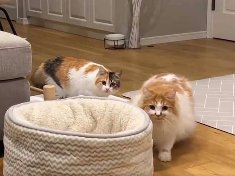 A male cat surprised by a female cat making the same movements The momentary reaction causes laughter