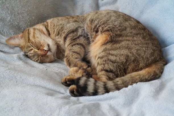 猫をめぐって家族で対立。去勢手術やがん治療、ホームケアをめぐり起きた家族の問題を調査