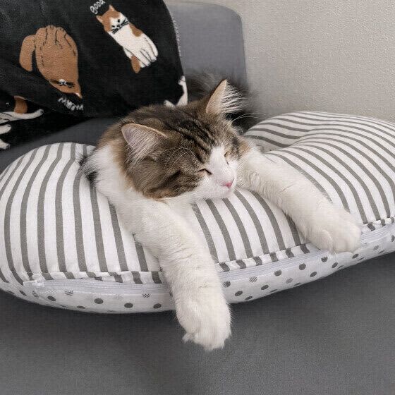 飼い猫をお手入れ嫌いにさせないための5つの心がけ　毎日のコミュニケーションでできることは