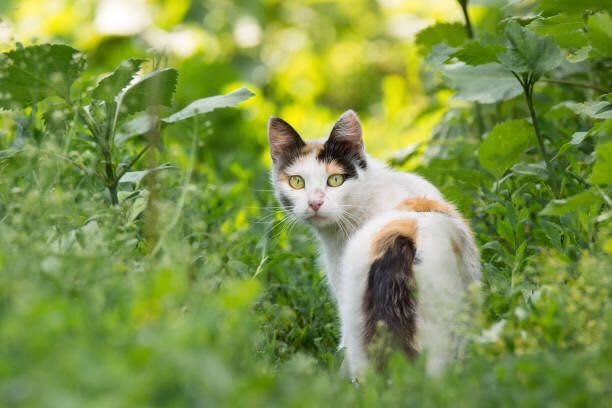 猫の脱走、引き出しを開ける、走り回る。成猫の困った行動は猫の本能にもとづいていた
