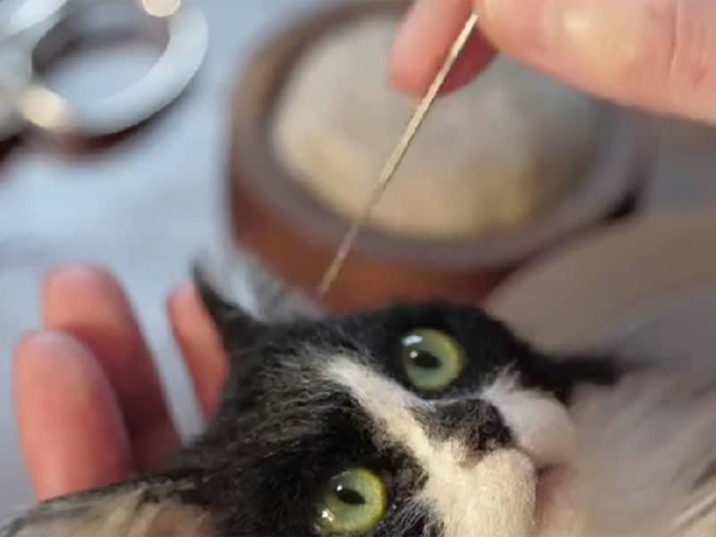 羊毛フェルトで作られた猫がリアルすぎて「生きてる！？」　制作過程の動画が海外でも話題に