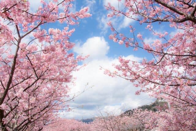Shizuoka Prefecture is the number one prefecture I want to visit this spring!Cherry blossom viewing, hot springs, Mt. Fuji... There are so many highlights!