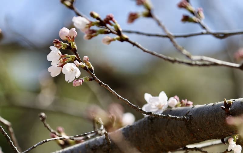 ⚡｜【速報】広島県内で桜開花　平年より6日早く