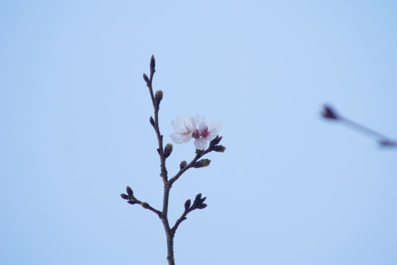 ⚡｜【速報】宮崎で桜が開花　
