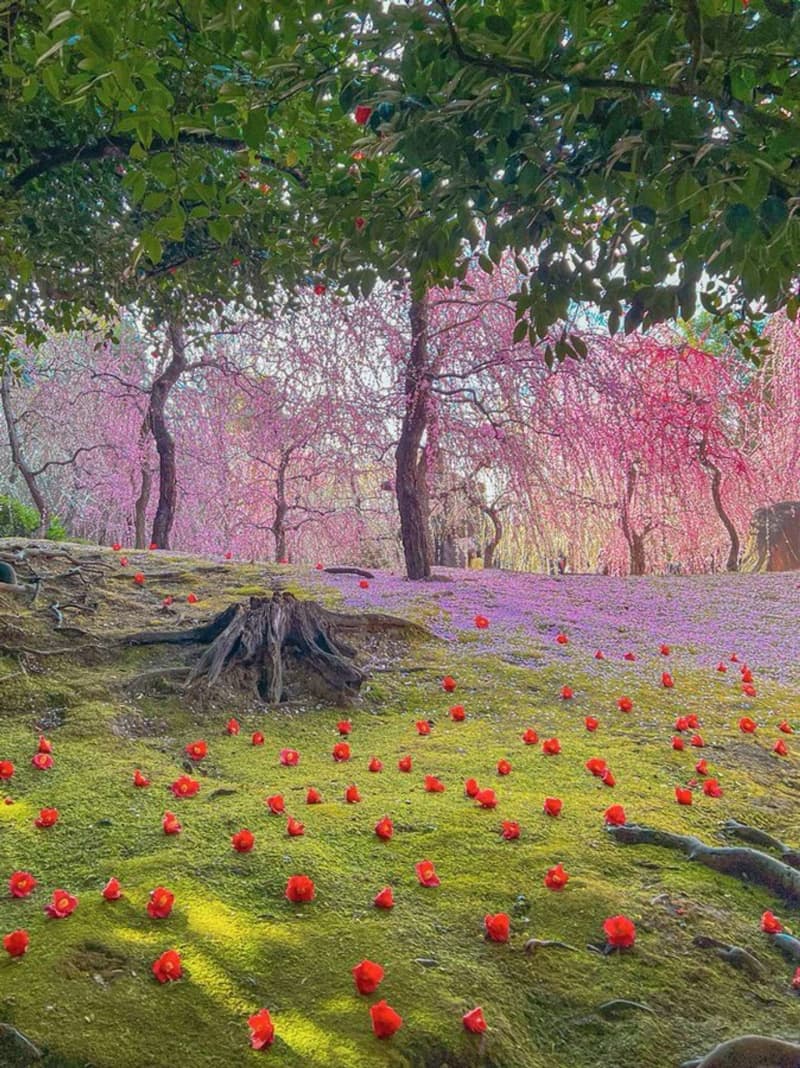 この世のものとは思えない…！　天国のように美しい「京都の春」に言葉を失う