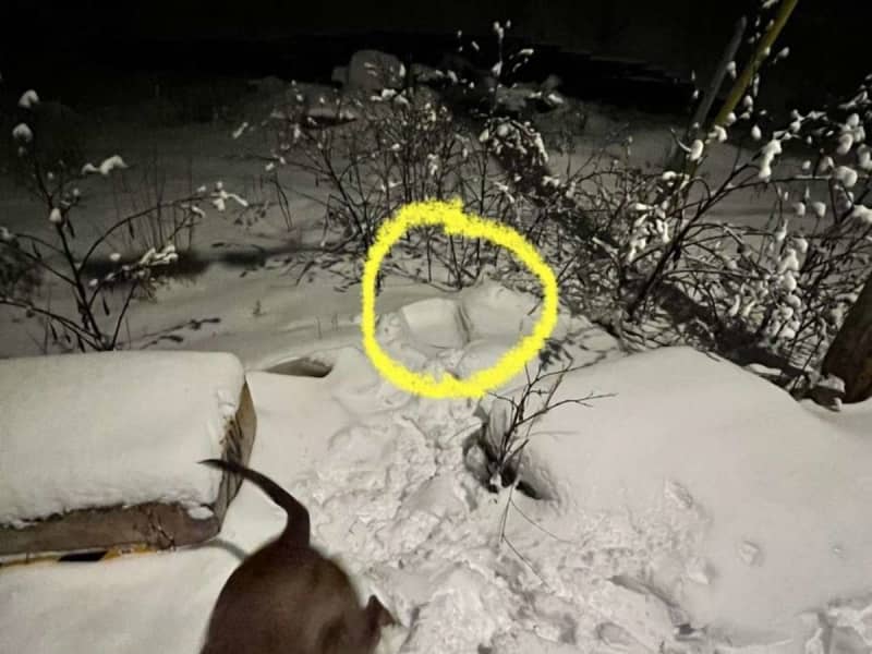 'Why such a cruel thing?' What a dog found in the snow while walking... 'It hurts my heart'